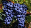 viticultura